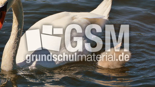 Höckerschwanküken (17).jpg